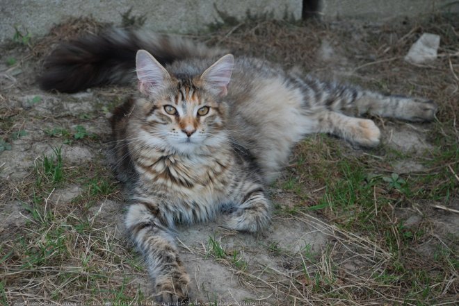 Photo de Maine coon