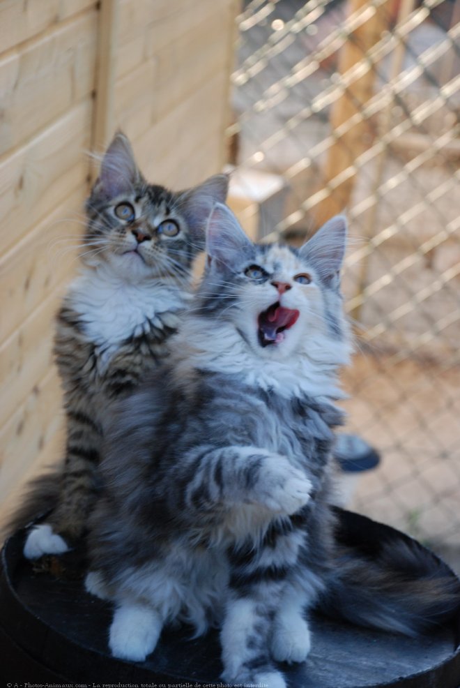 Photo de Maine coon