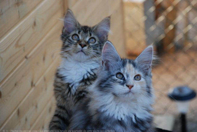 Photo de Maine coon