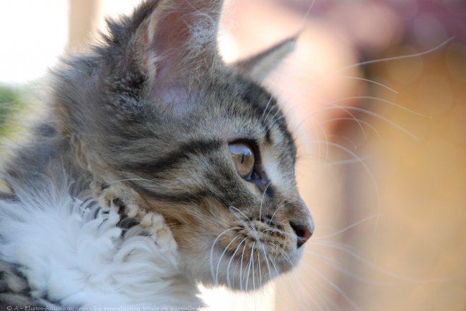 Photo de Maine coon