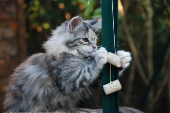 Photo de Maine coon