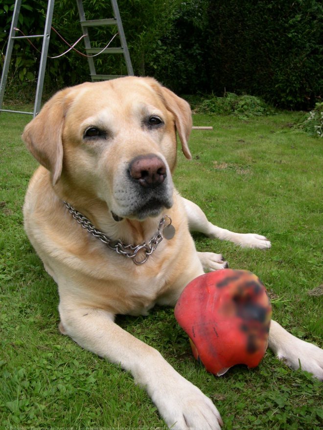 Photo de Labrador retriever