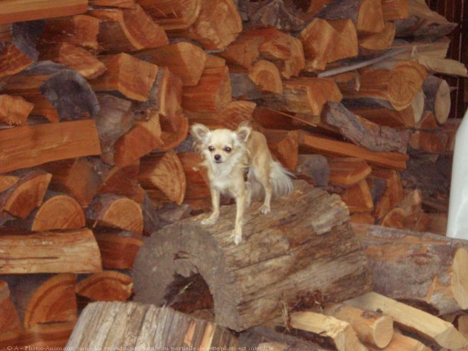 Photo de Chihuahua  poil long