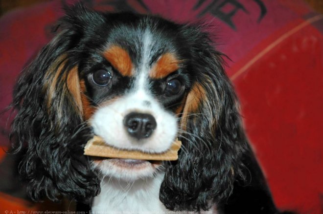 Photo de Cavalier king charles spaniel