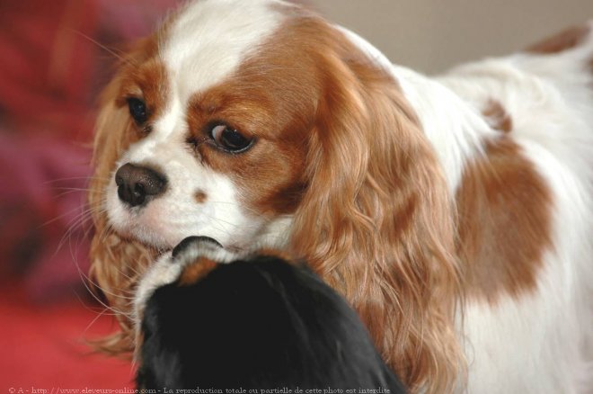 Photo de Cavalier king charles spaniel