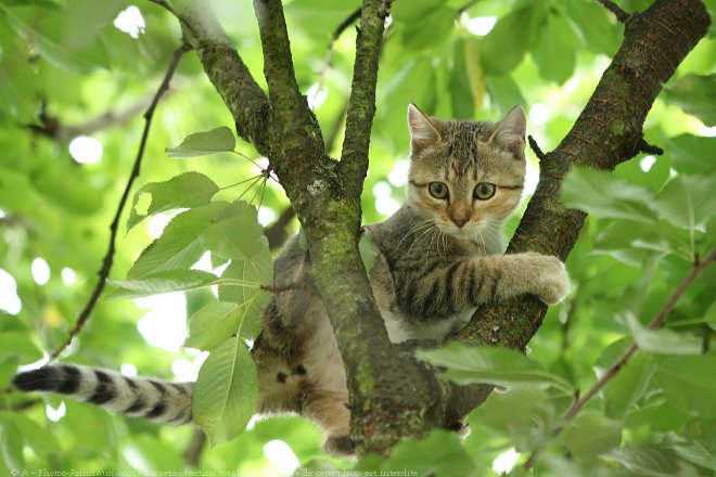 Photo de Chat domestique