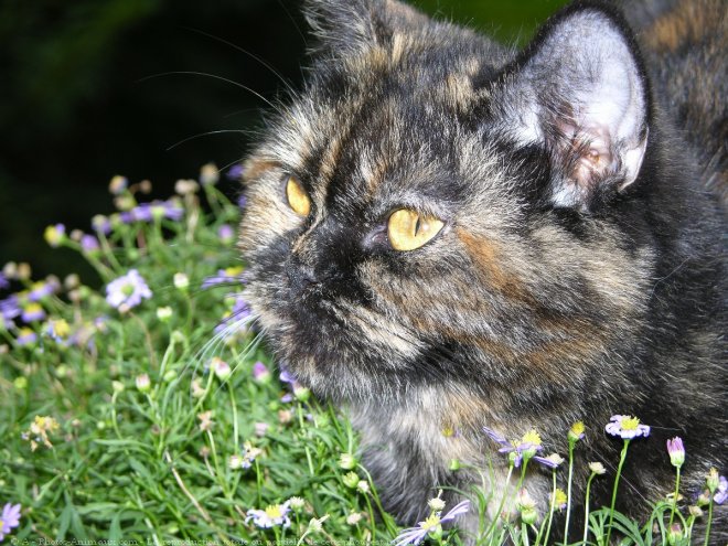 Photo d'Exotic shorthair