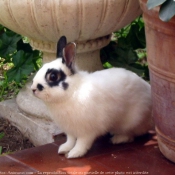 Photo de Lapin