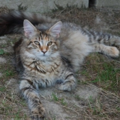 Photo de Maine coon