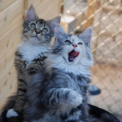 Photo de Maine coon