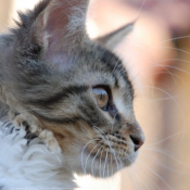 Photo de Maine coon