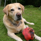 Photo de Labrador retriever