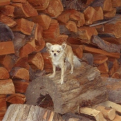 Photo de Chihuahua  poil long