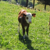 Photo de Vache