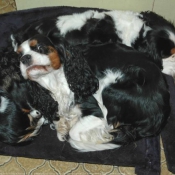 Photo de Cavalier king charles spaniel