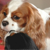 Photo de Cavalier king charles spaniel