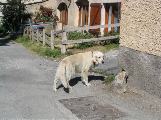 Photo de Labrador retriever