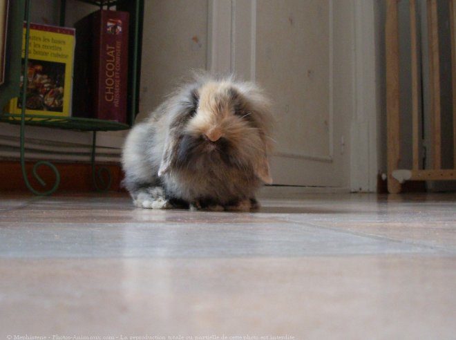 Photo de Lapin