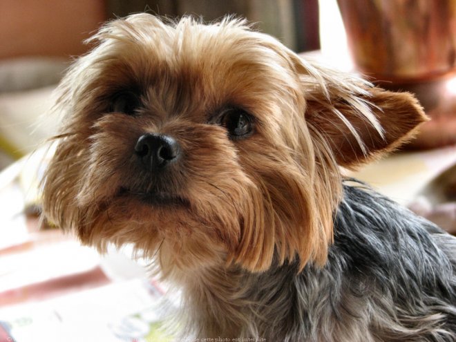 Photo de Yorkshire terrier