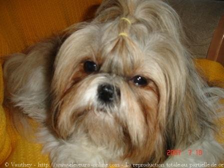 Photo de Shih tzu