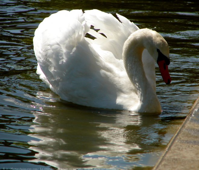 Photo de Cygne