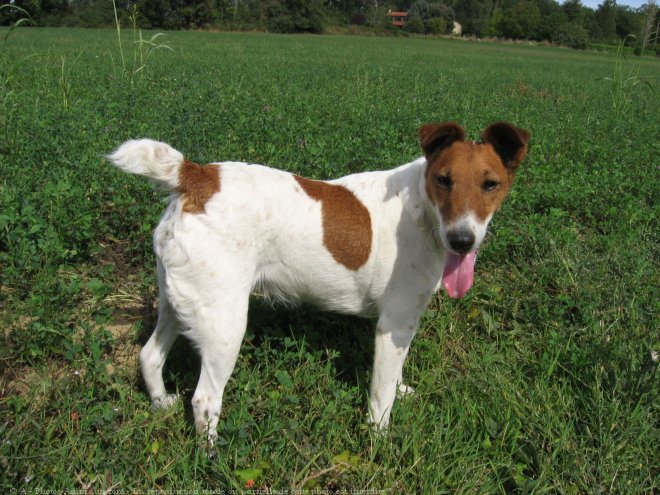 Photo de Fox terrier  poil lisse