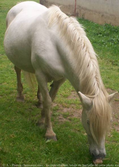 Photo de Camargue