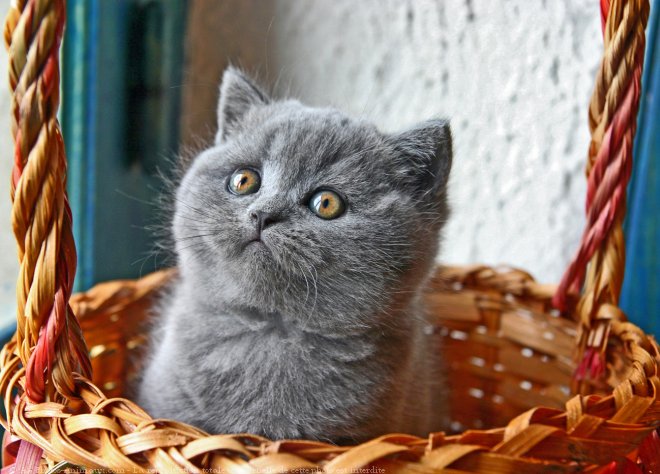 Photo de British shorthair