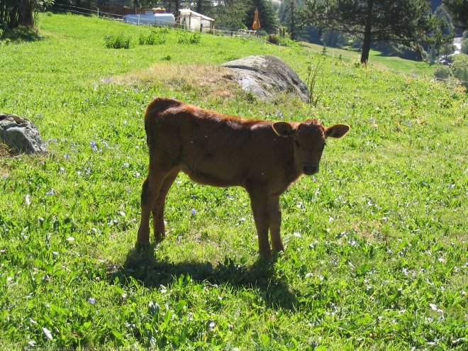 Photo de Veau