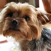 Photo de Yorkshire terrier