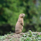 Photo de Chien de prairie