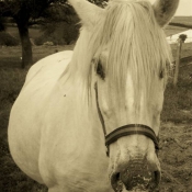 Photo de Camargue