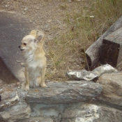 Photo de Chihuahua  poil long