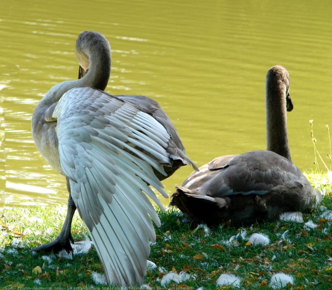 Photo de Cygne