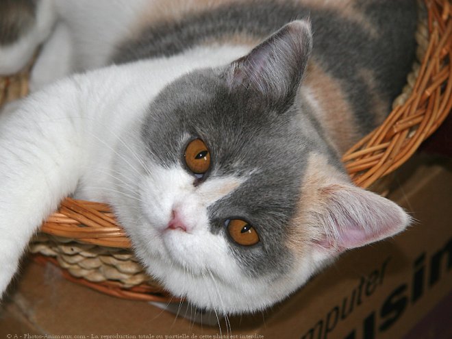 Photo de British shorthair