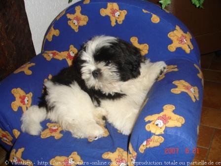 Photo de Shih tzu