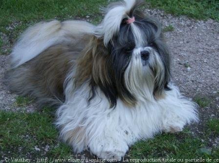 Photo de Shih tzu