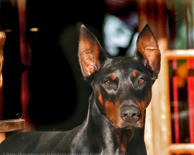 Photo de Dobermann