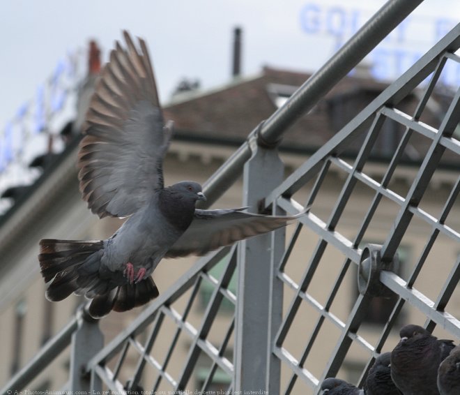 Photo de Pigeon