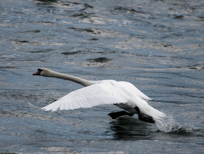 Photo de Cygne