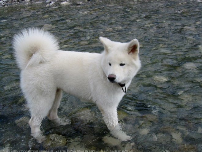 Photo d'Akita inu