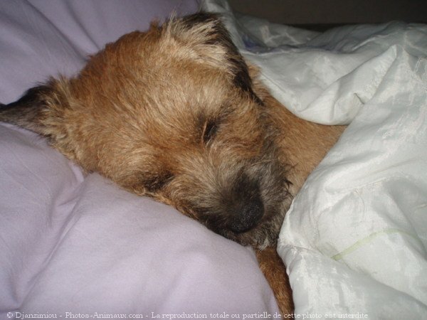 Photo de Border terrier