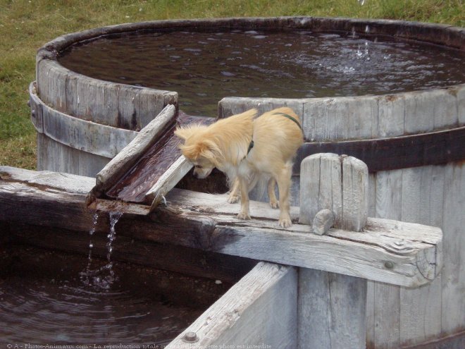 Photo de Chihuahua  poil long