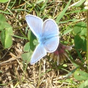 Photo de Papillon - le bel argus