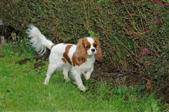 Photo de Cavalier king charles spaniel