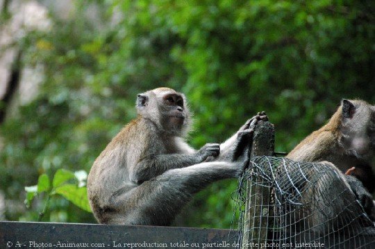 Photo de Singe