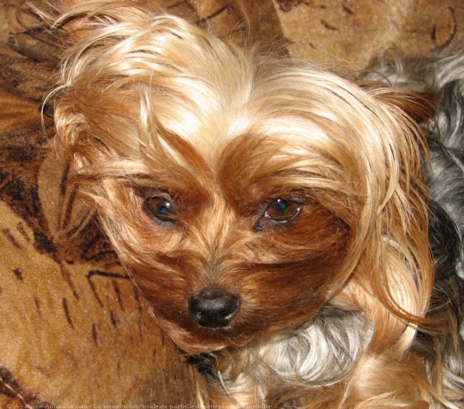 Photo de Yorkshire terrier