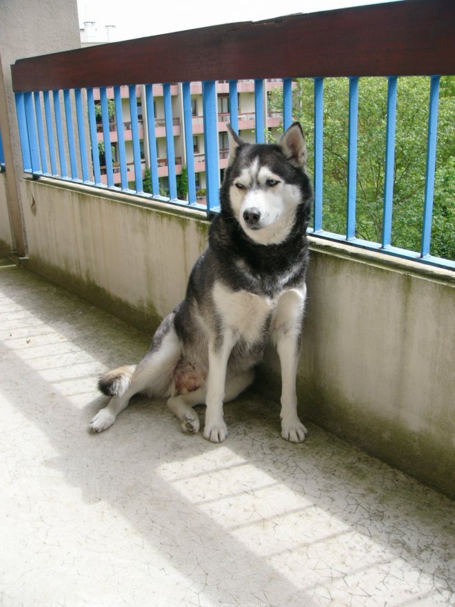 Photo de Husky siberien