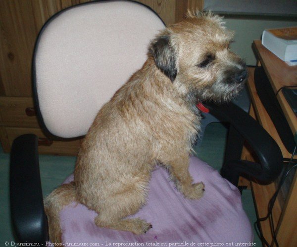 Photo de Border terrier