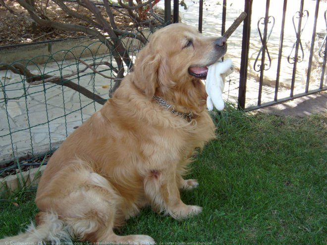 Photo de Golden retriever